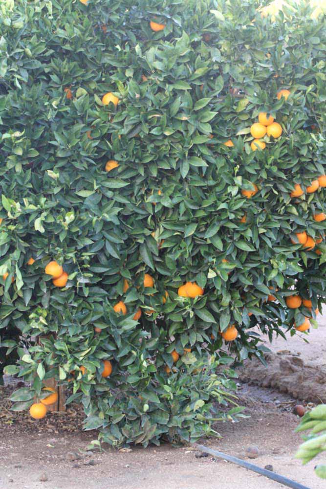            Habit (Riverside, CA)   